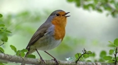 Robin