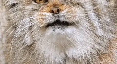 Manul: zanimljive činjenice o steppe mačka