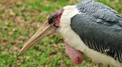 Marabu