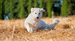Maremmo-abruzza shepherdna (fotografije): utjelovljenje čiste snage i predanosti