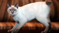 Mekong bobtail (fotografija): egzotična tajlandska mačka s kratkim repom