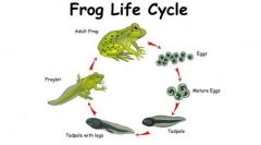 Metamorfoza kombinezova