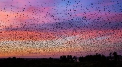 Migratorni šapši u fotografijama barrard lucas (16 fotografija)