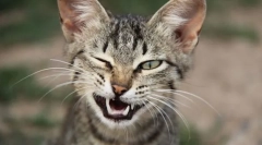 Mimic i mačka geste