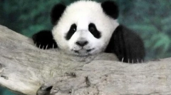 Svijet životinja u slikama (15 kom)