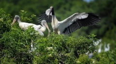 Svijet životinja u slikama (18 kom)