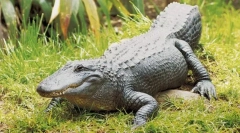 Missispsky aligator