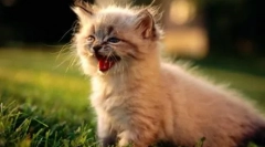 Meow na 10 jezika: kako razgovarati mačke u različitim zemljama