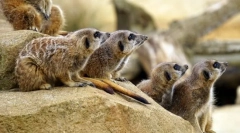 Sisavci. Zgrada i karakteristike