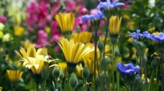 Raznolikost biljaka. Klasifikacija