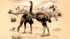 Moa