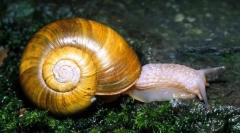 Mekušci. Rad, bivalve i cephalopod