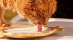 Mliječni proizvodi i mačka jaja