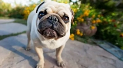 Pug