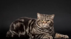 Bramorna boja britanskih mačaka: povijest izgleda i osobitosti