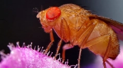 Letjeti drosophila