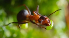 Mravi crveni šumski mravi