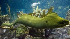 Moray zelen