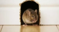 Miševi u kući i zaštita od glodavaca