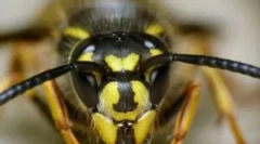 Os napad i liječenje ugriza