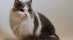 Napoleon