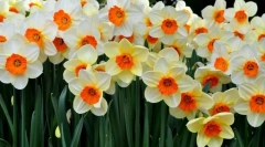Narcis