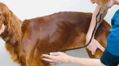 Kršenja ritmova srca ili aritmija