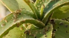 Insekti u zatvorenom cvijeću i loncima cvijeća