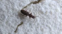 Insekti u brašnu i sapi