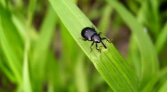 Insekti