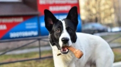 Uporni uvjet pozornosti