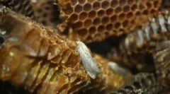 Wax moth tinktura i ekstrakt