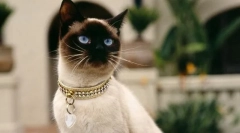 Uvredljiva puberteta u mačkama