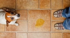 Urinarna inkontinencija