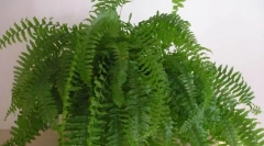 Nefrolypta