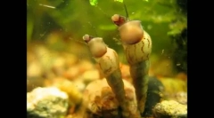 Neobični i jeftini stanovnici akvarija