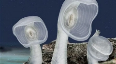 Neobični stanovnici dubine mora