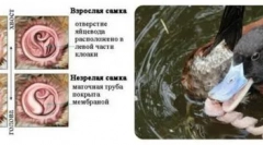 Neobični genitalni organi običnih gusaka