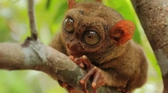 Neobične životinje