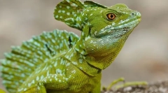 Sustav živčanog reptila