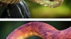 Nevjerojatne životinje i insekti, čije je postojanje teško vjerovati