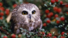 Noćnih stražara - sova