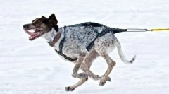 Norveški sportski methis: nova pasmina pasa jahanja