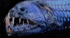 Stanovnici neistraženih dubina oceana u fotografijama davida robela