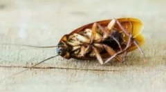 Tretman za praćenje hladne magle