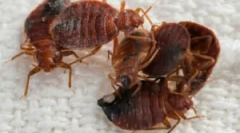 Obrada sobe od bugovi vruće magle