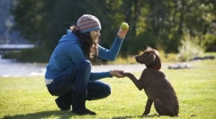 Glavni timovi za obuku štenaca