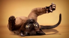 Obična štipaljka mi pomažu sama smanjiti kandže na moju boykom mačku