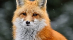 Obična lisica (crvena lista)