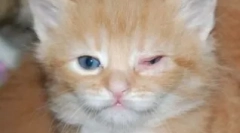 Pregled najčešćih očnih bolesti u mačkama